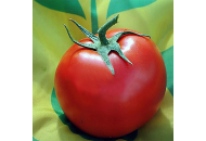 Немезіс F1 - томат індетермінатний, Yuksel Seed (Юксел Сід) Туреччина фото, цiна